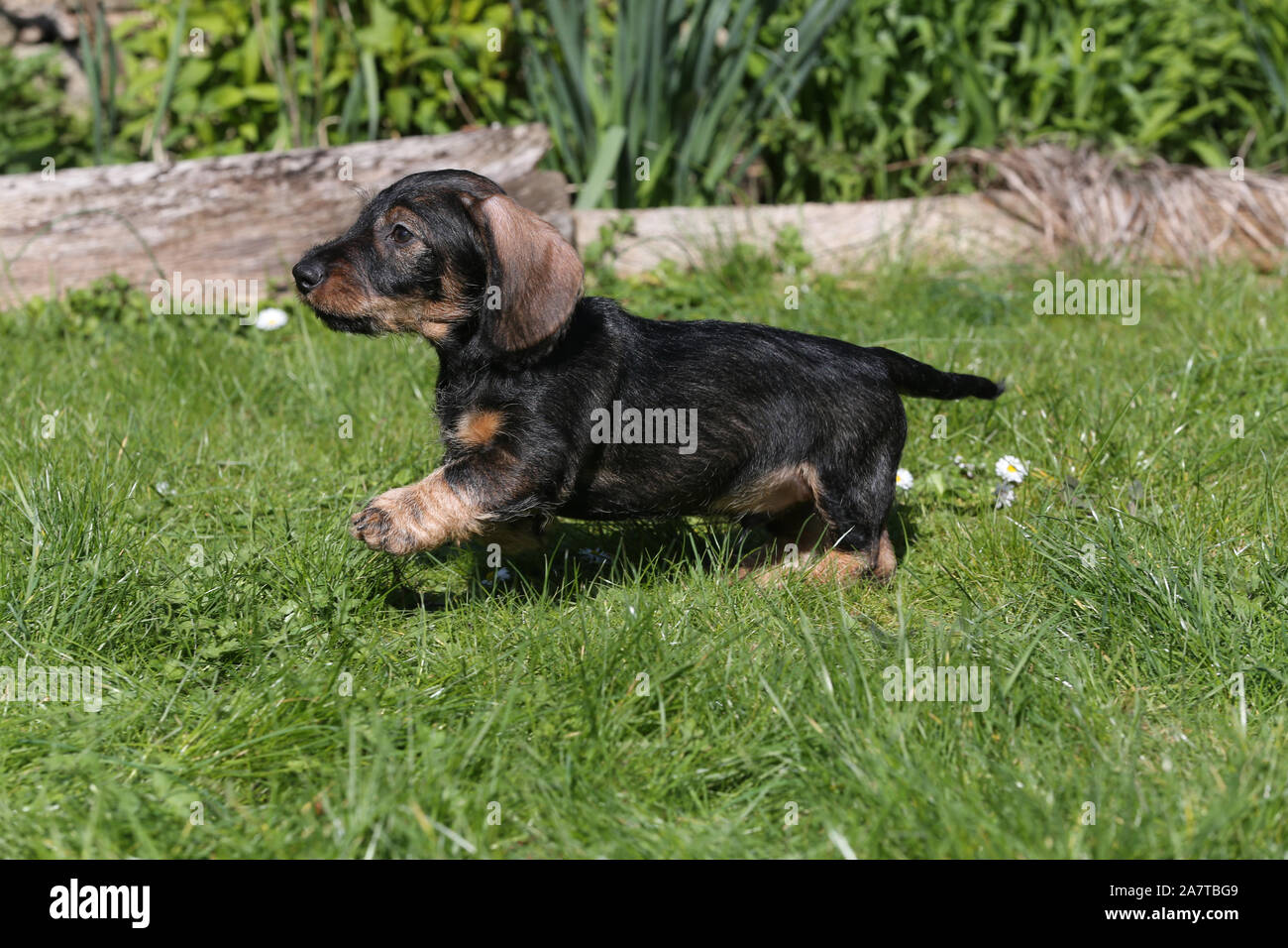 Standard wire haired dachshund hires stock photography and images Alamy