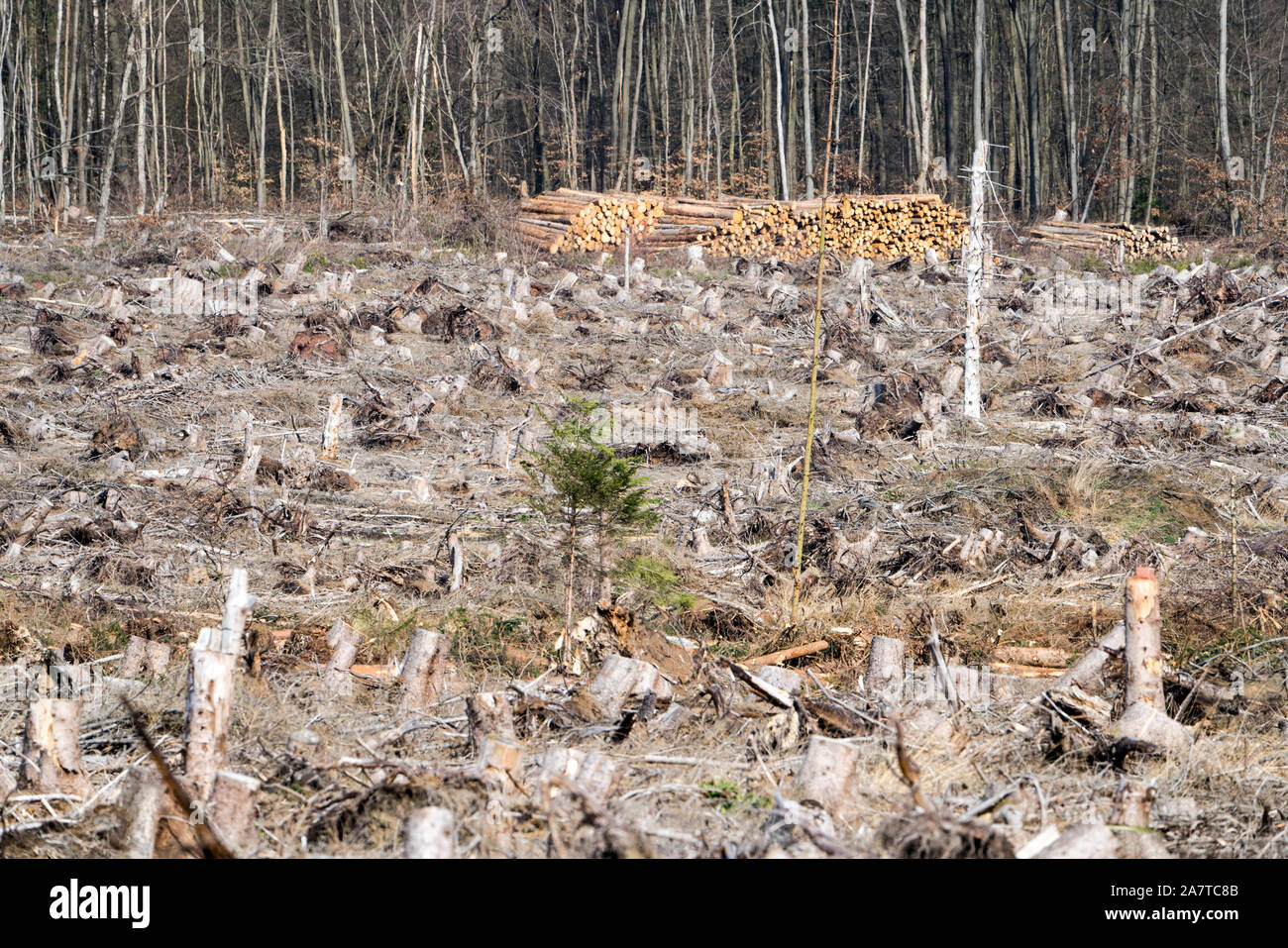 Storm damage after the Cyclone Friederike, 2018, Weser Uplands, Hesse, Germany, Europe Stock Photo