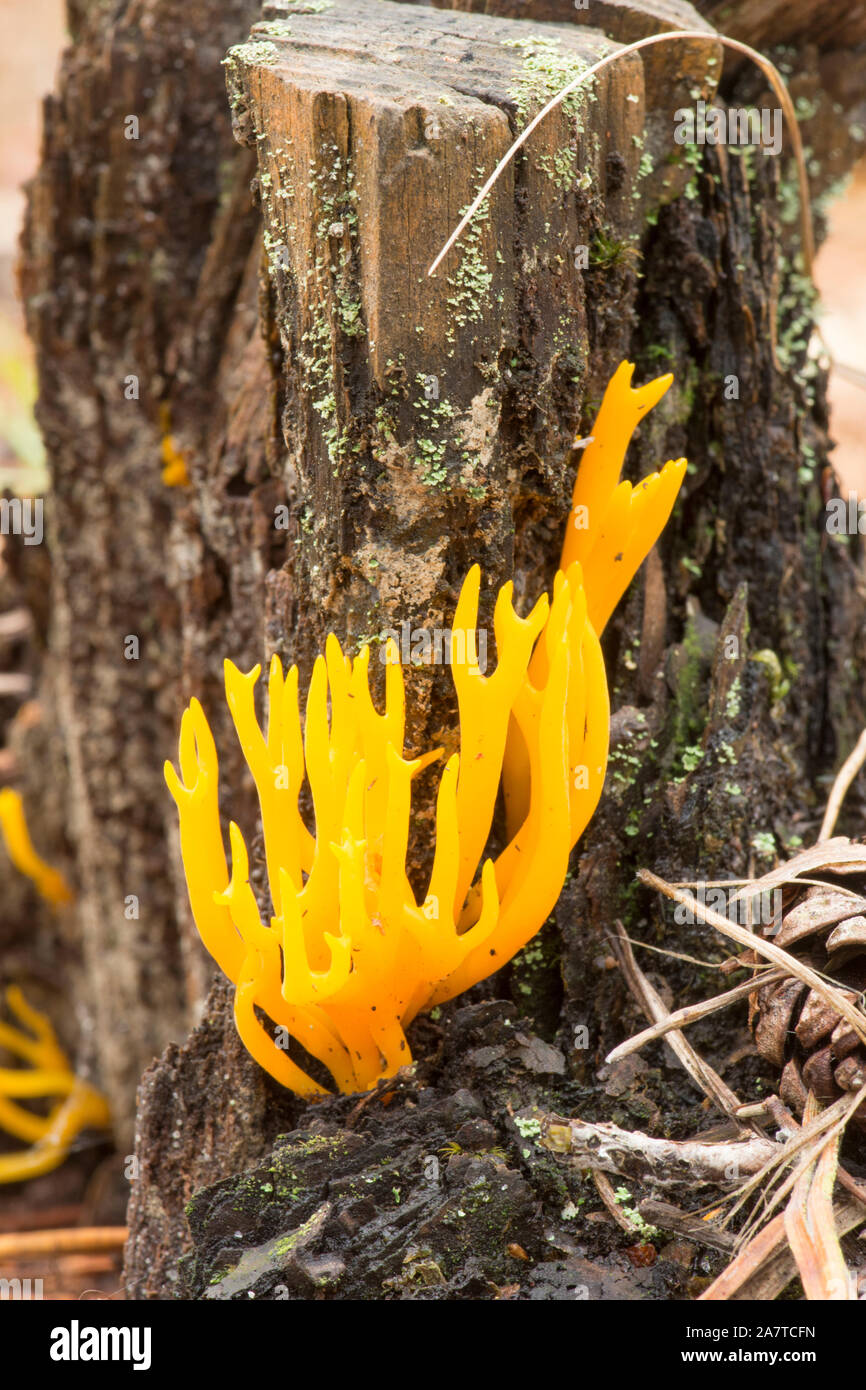 Yellow Stag's Horn fungus growing on stump of pine tree, Yellow Staghorn fungus, Yellow Stag Horn Fungus, Calocera viscosa, Sussex, October Stock Photo