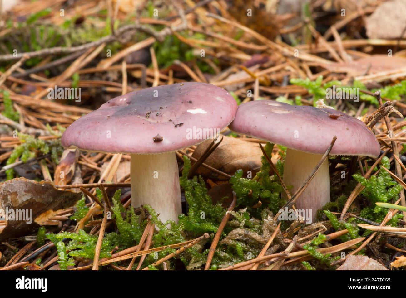 Fruity brittlegill russula queletii hires stock photography and images