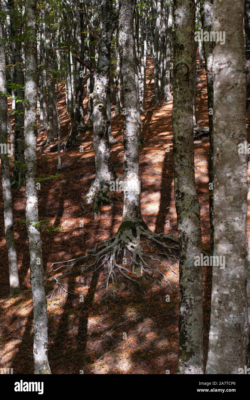 Moss on copper beech hi-res stock photography and images - Alamy