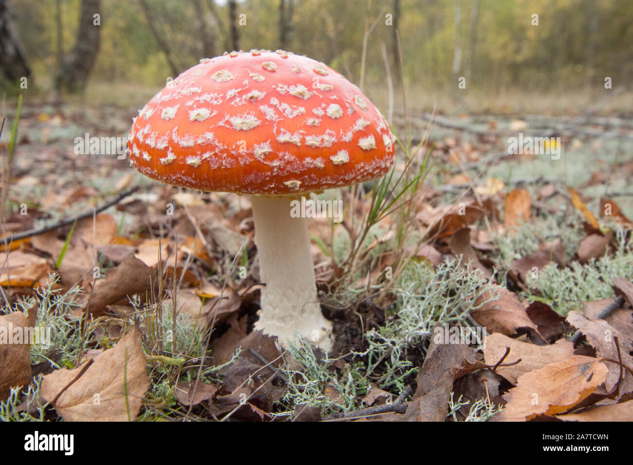 Fly Agaric, Amanita muscaria, toadstool, fungus, in Silver Birch woodland, Sussex, UK, October Stock Photo