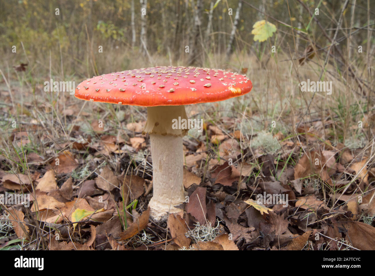 Fly Agaric, Amanita muscaria, toadstool, fungus, in Silver Birch woodland, Sussex, UK, October Stock Photo
