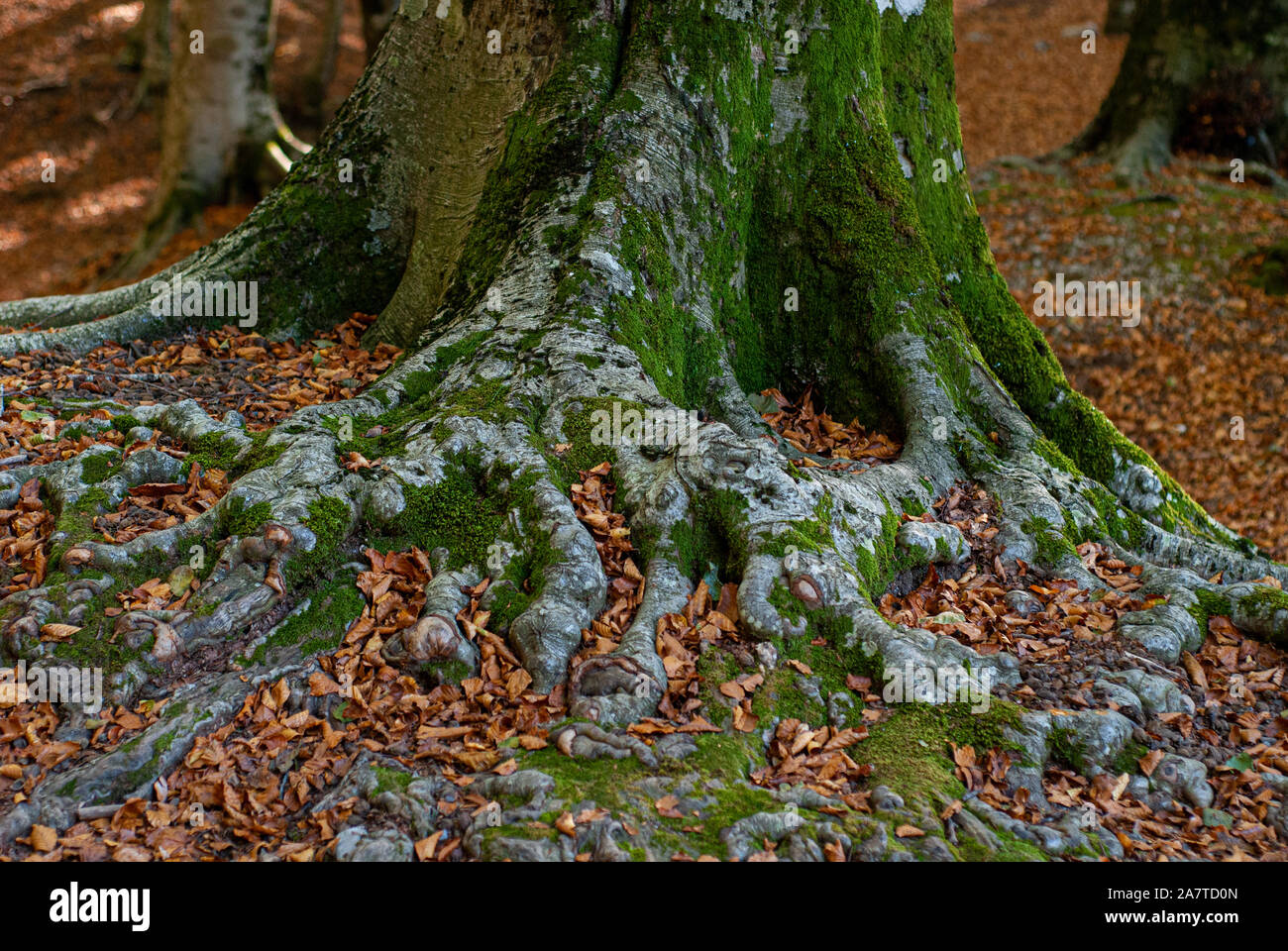 Moss on copper beech hi-res stock photography and images - Alamy