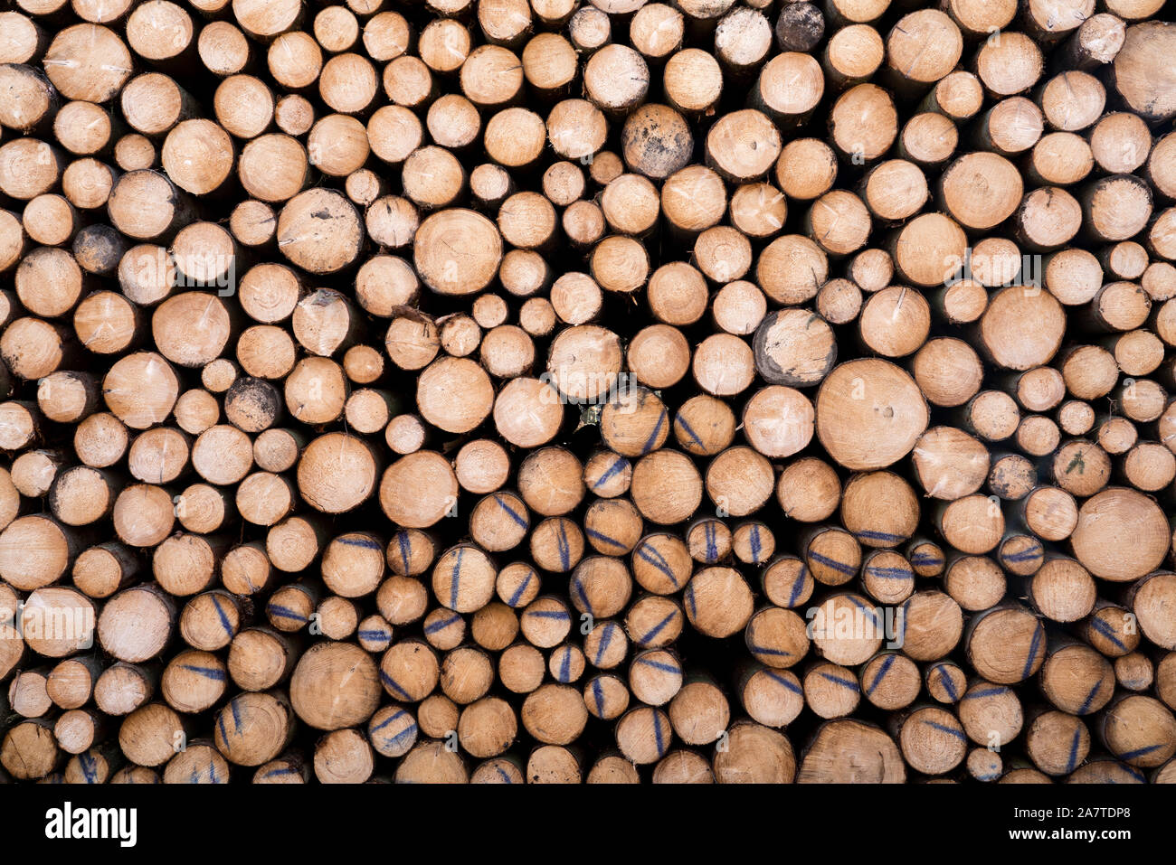 Woodpiles after storm damage after the Cyclone Friederike, 2018, Weser Uplands, Hesse, Germany, Europe Stock Photo