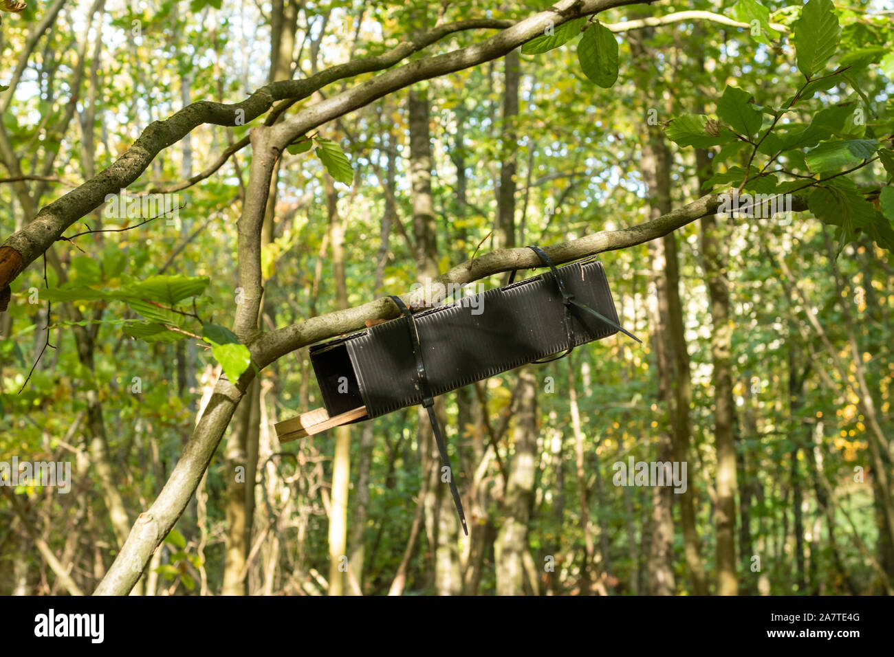 Dormouse tube attached to a tree branch, used to survey or monitor the presence of dormice (Muscardinus avellanarius), a small mammal species, UK Stock Photo