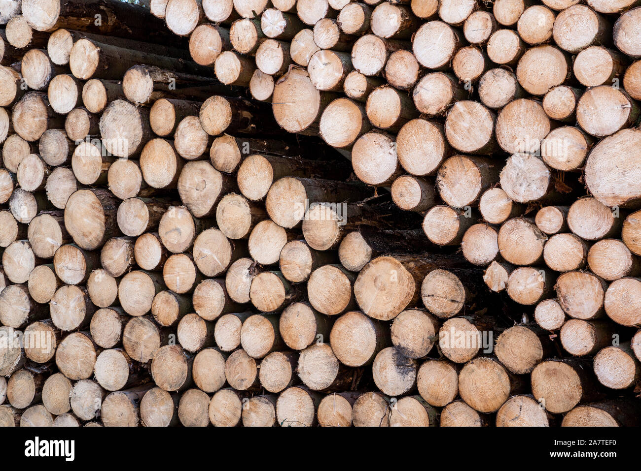 Woodpiles after storm damage after the Cyclone Friederike, 2018, Weser Uplands, Hesse, Germany, Europe Stock Photo
