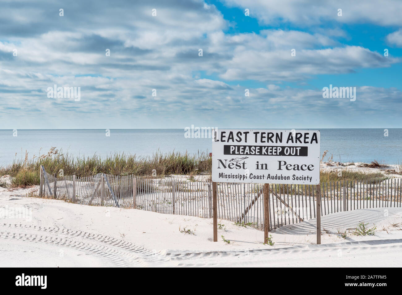 Least tern nesting area, sternula antillarum, Mississippi Gulf Coast, USA Stock Photo