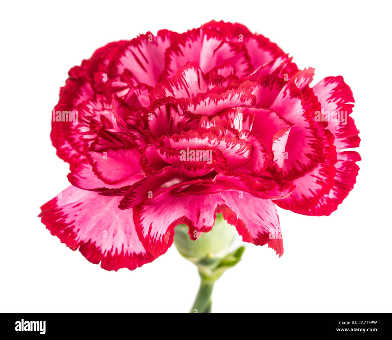 variegated  carnation isolated on white background Stock Photo
