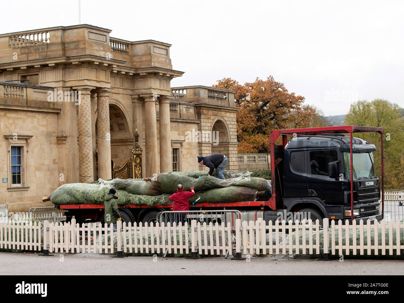 Christmas trees are unloaded as fourteen Christmas trees, up to 24ft in