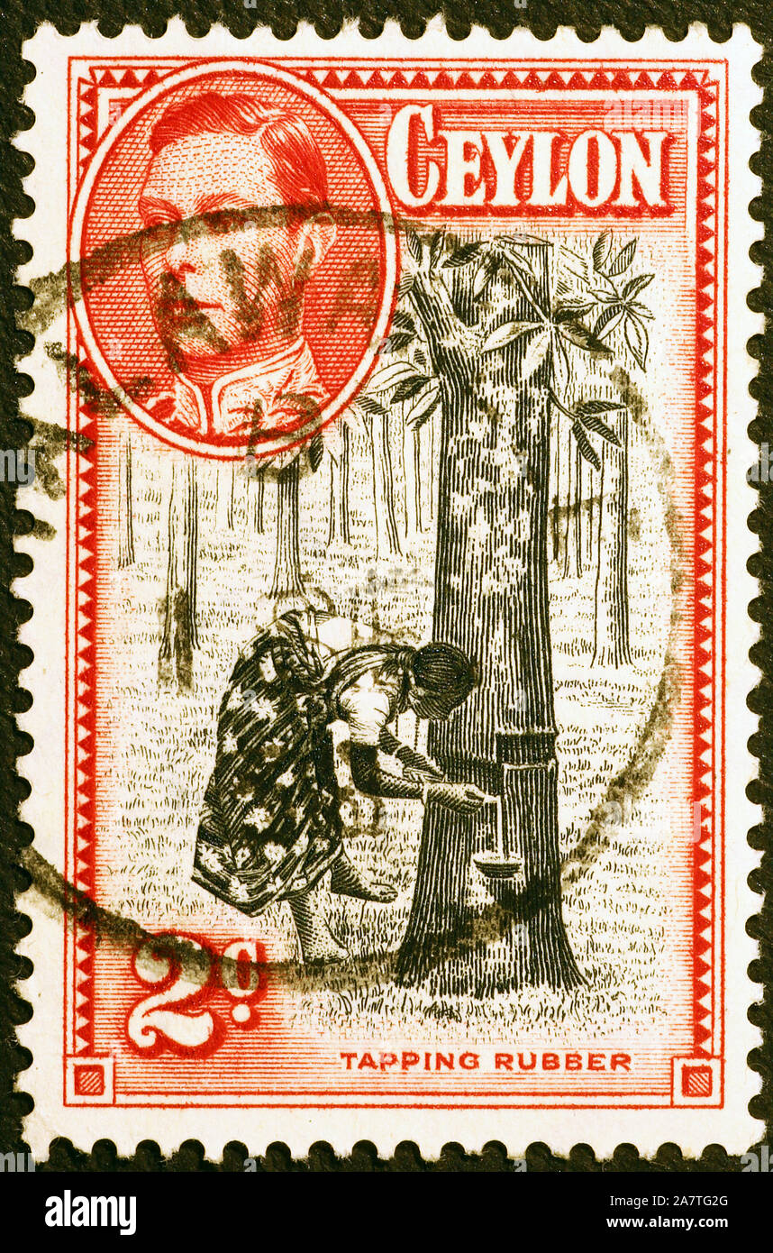 Tapping rubber on old postage stamp of Ceylon Stock Photo - Alamy