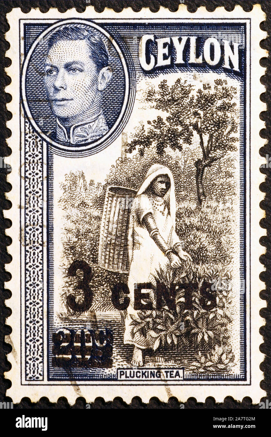 Woman plucking tea on old postage stamp of Ceylon Stock Photo