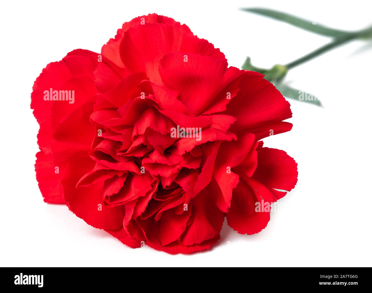 Red carnation  isolated on white background Stock Photo