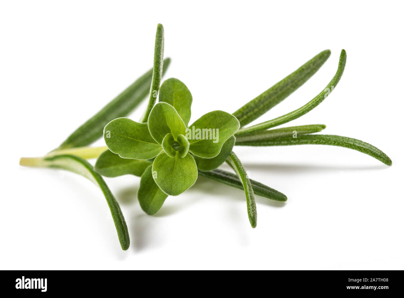 rosemary and marjoram sprig isolated on white background Stock Photo