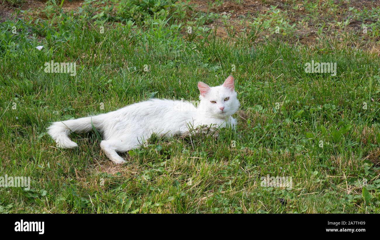 Black cat lying on grass hi-res stock photography and images - Alamy