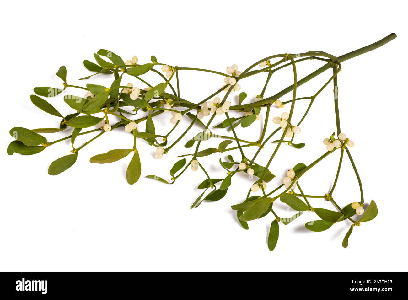 mistletoe sprig with berries isolated  on white background Stock Photo