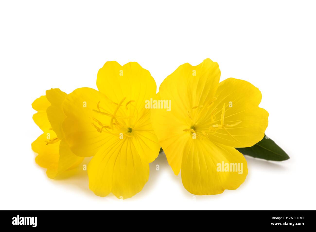 Common evening primrose flowers isolated on white Stock Photo Alamy