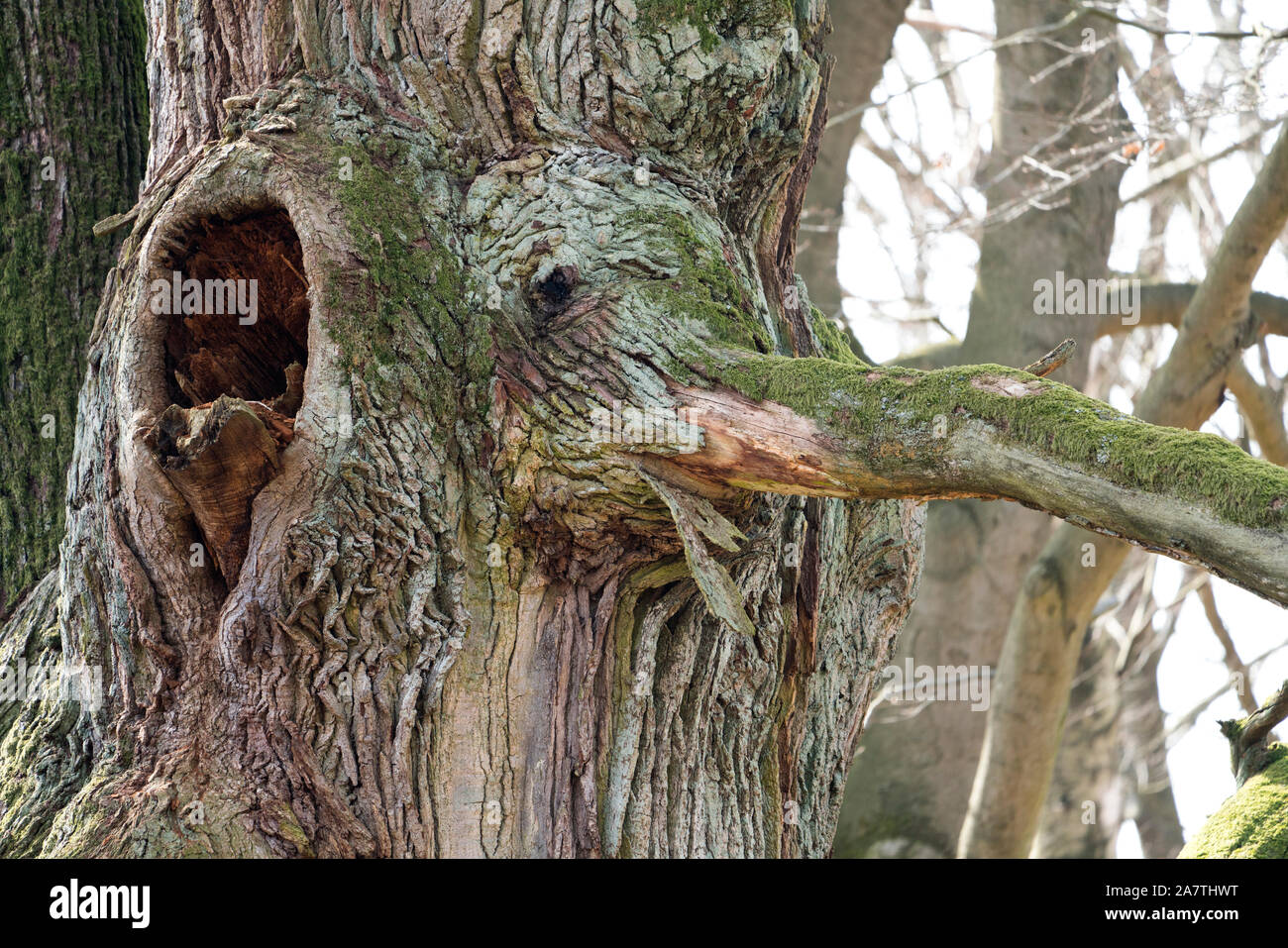 Tree face, looks like an elephant, Primeval forest Urwald Sababurg, Hofgeismar, Weser Uplands, Weserbergland, Hesse, Germany Stock Photo