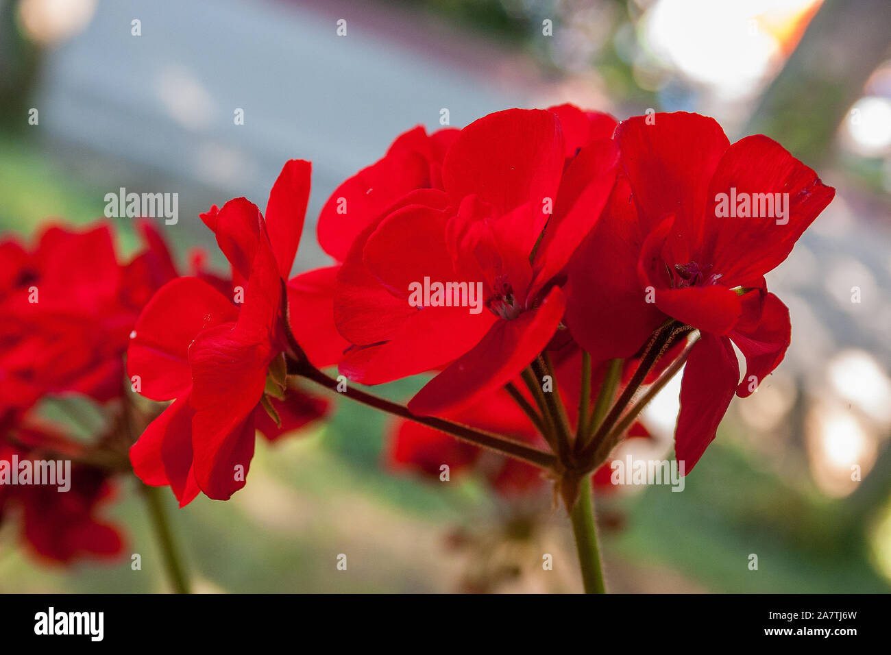 Closeup photo of red Geranium flowers. Stock Photo