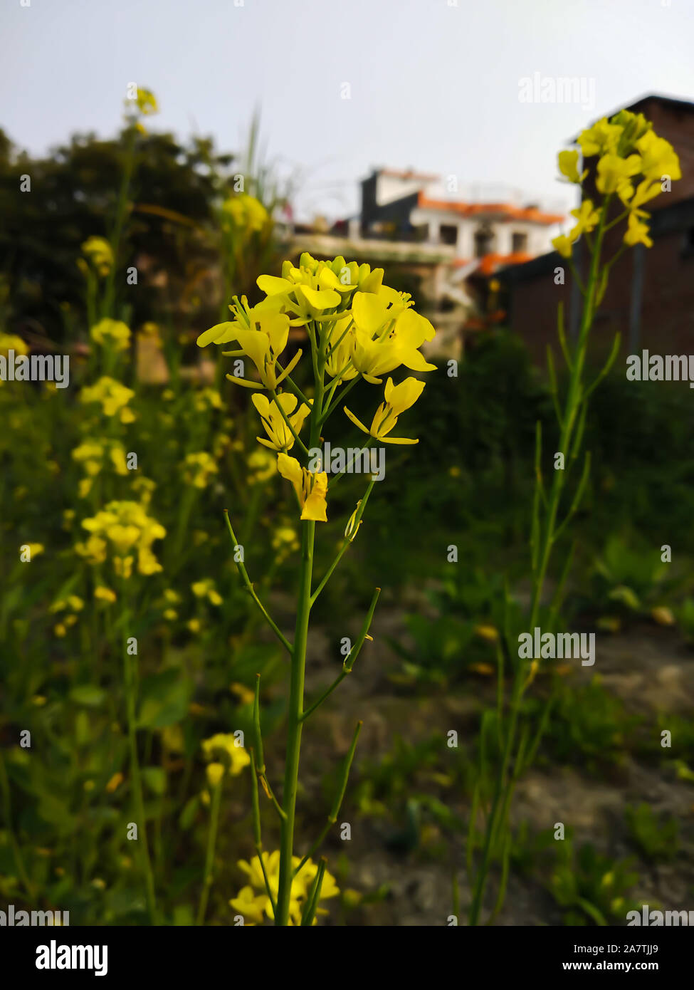 mustard plant flowers and seeds Stock Photo