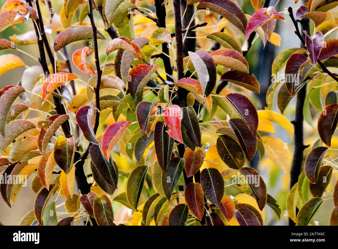 Golden pear autumn tree hi-res stock photography and images - Alamy