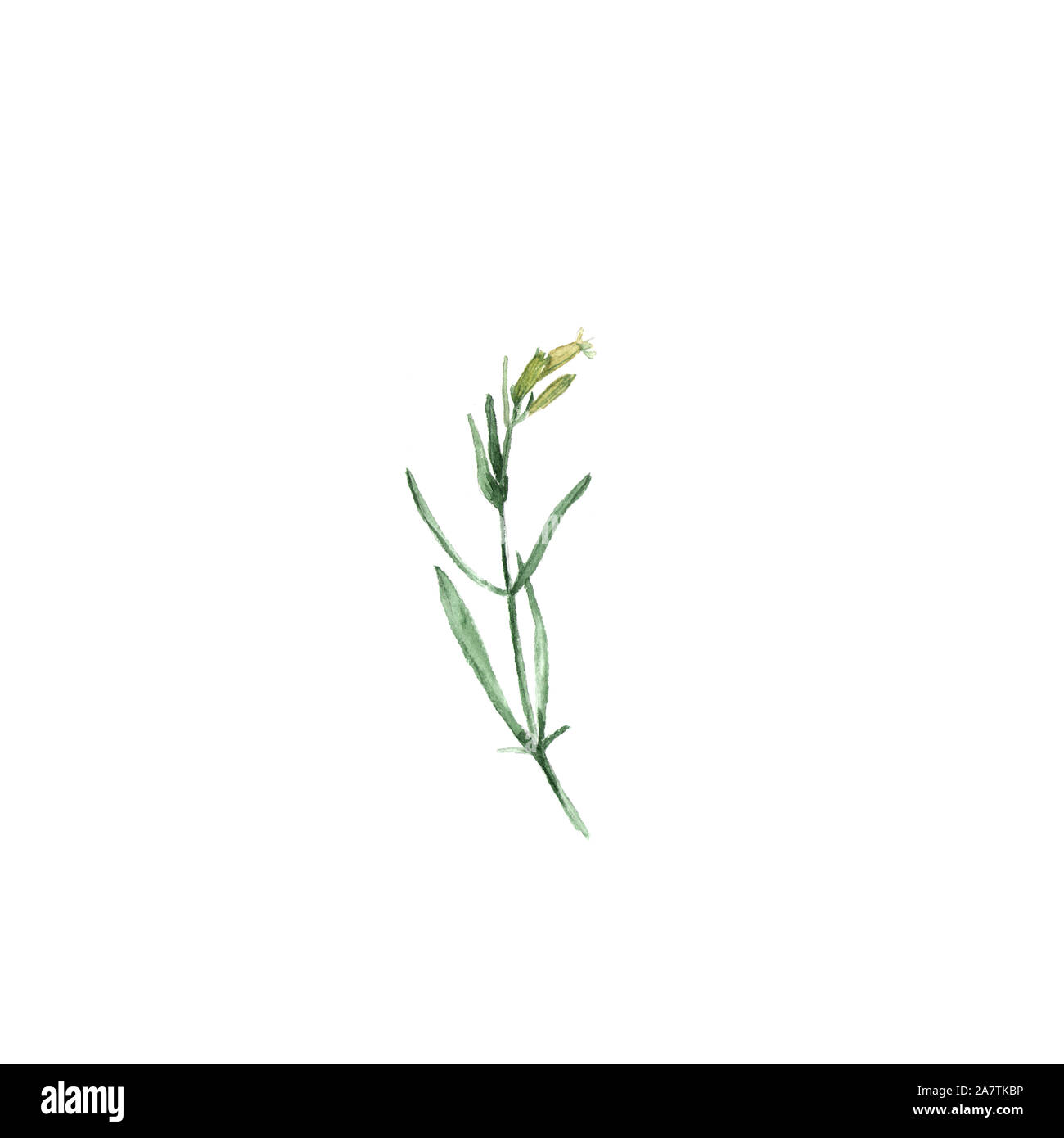White campion flower Silene latifoglia. Hand-drawn watercolor botanical illustration. Realistic isolated object on a white background for your design Stock Photo