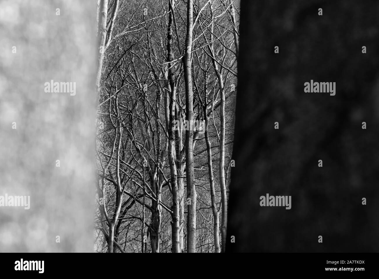 Details, Primeval forest Urwald Sababurg, Hofgeismar, Weser Uplands, Weserbergland, Hesse, Germany Stock Photo