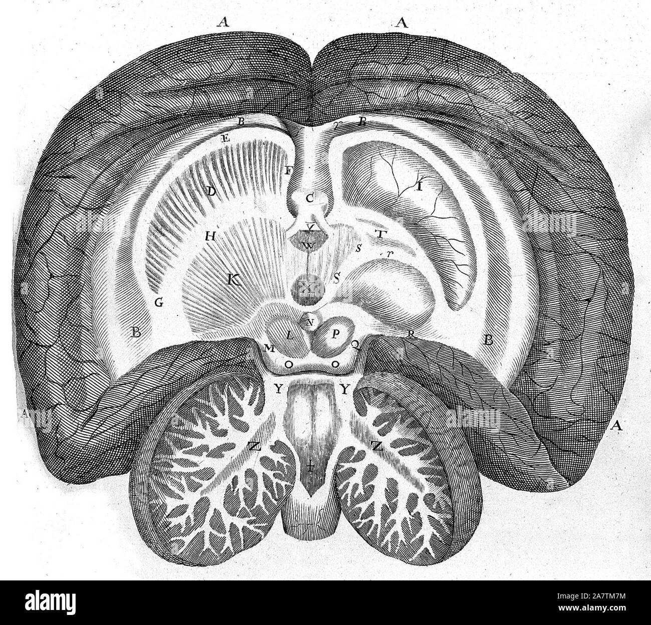 Basal ganglia drawing Black and White Stock Photos & Images Alamy
