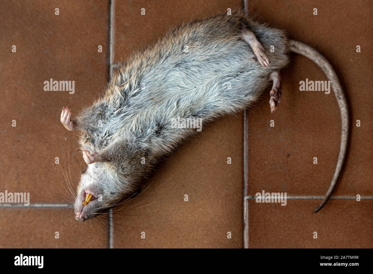 big dead sewer mouse Stock Photo
