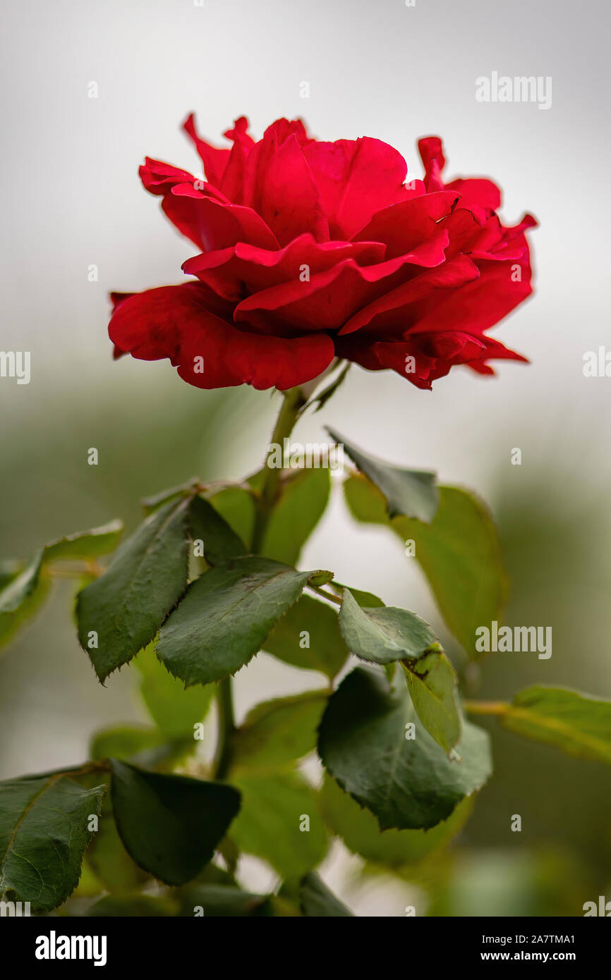 Side view of a long stemmed red rose in bloom Stock Photo