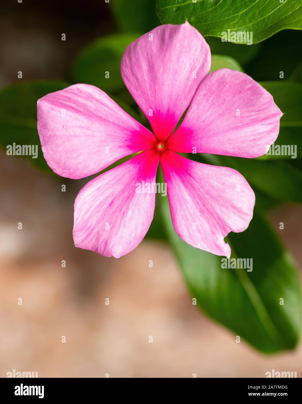 Periwinkle - bright pink flower in Florida Stock Photo