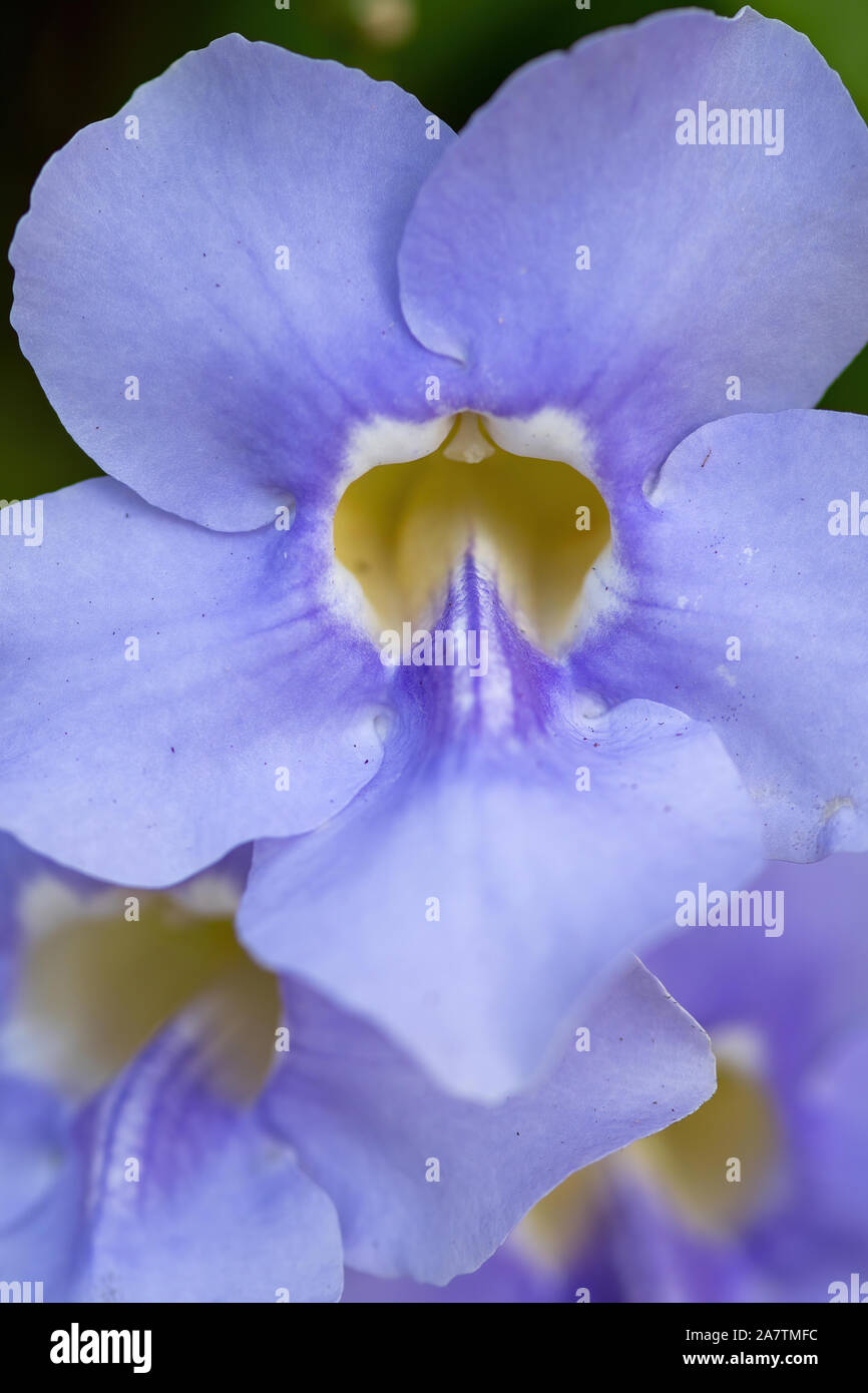 Purple/ blue sky vine flowers in bloom - close up Stock Photo