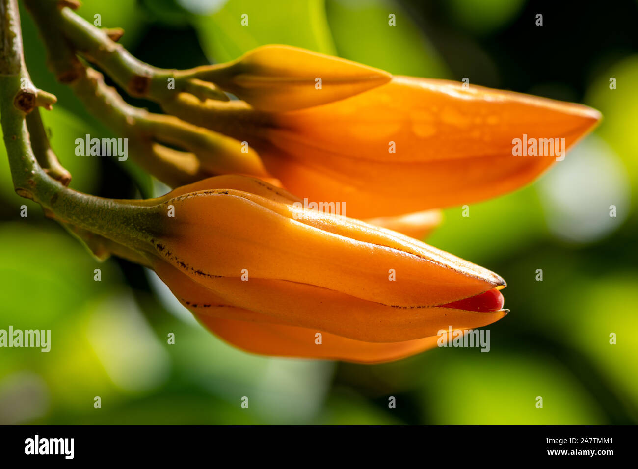 Yellow orange flower tree pods ready to bloom in Florida Stock Photo