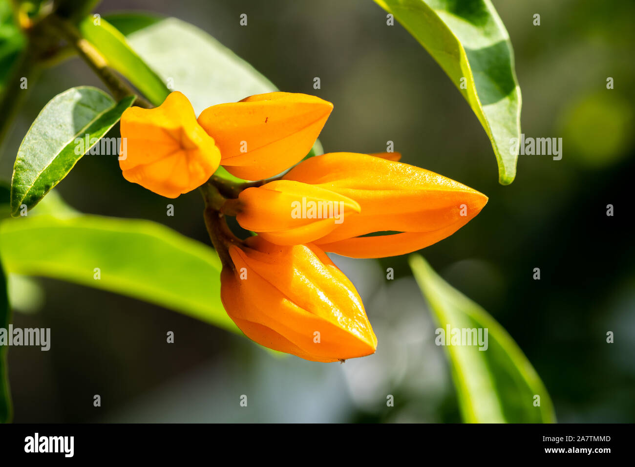 Yellow orange flower tree pods ready to bloom in Florida Stock Photo