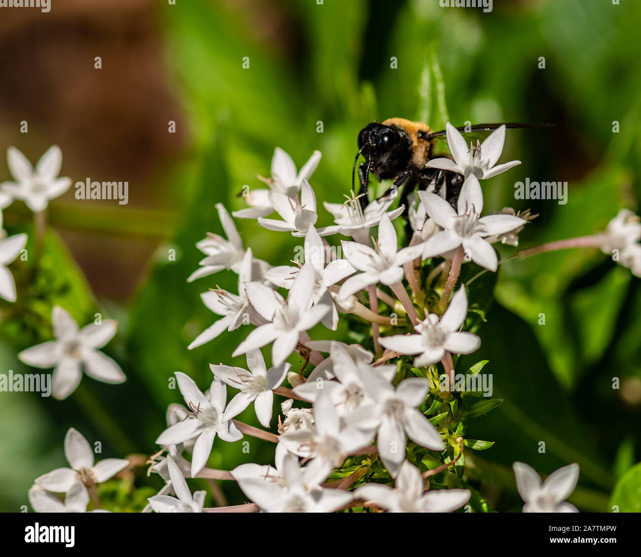 Pentas white with a bumble bee Stock Photo Alamy