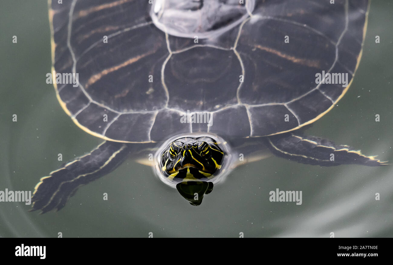 Red-eared slider turtle swimming in a pond in Central Florida Stock Photo