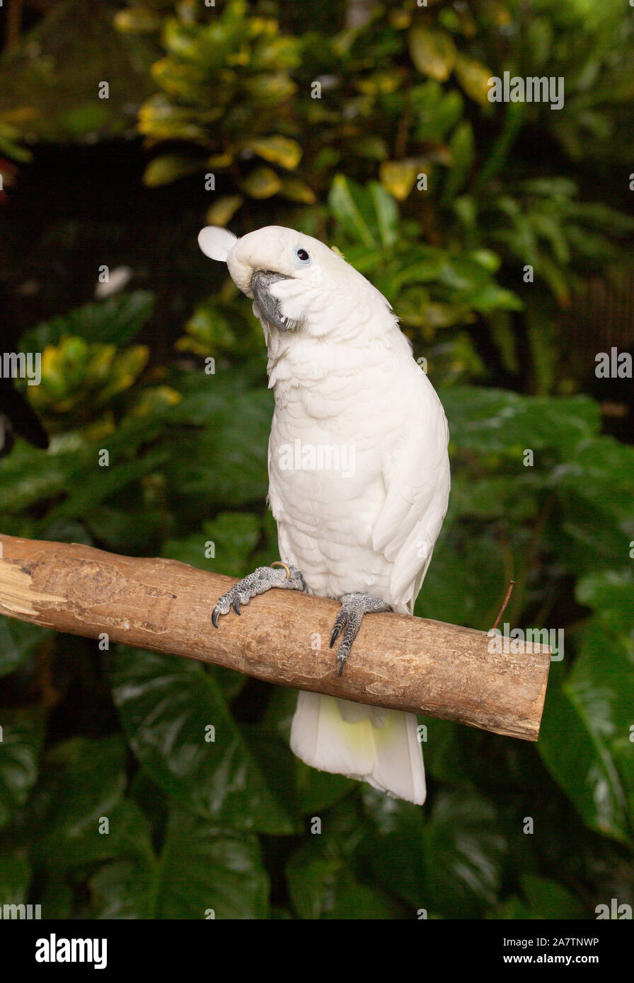 White Cockatoo Parrot sitting on a branch in a tropical park Stock