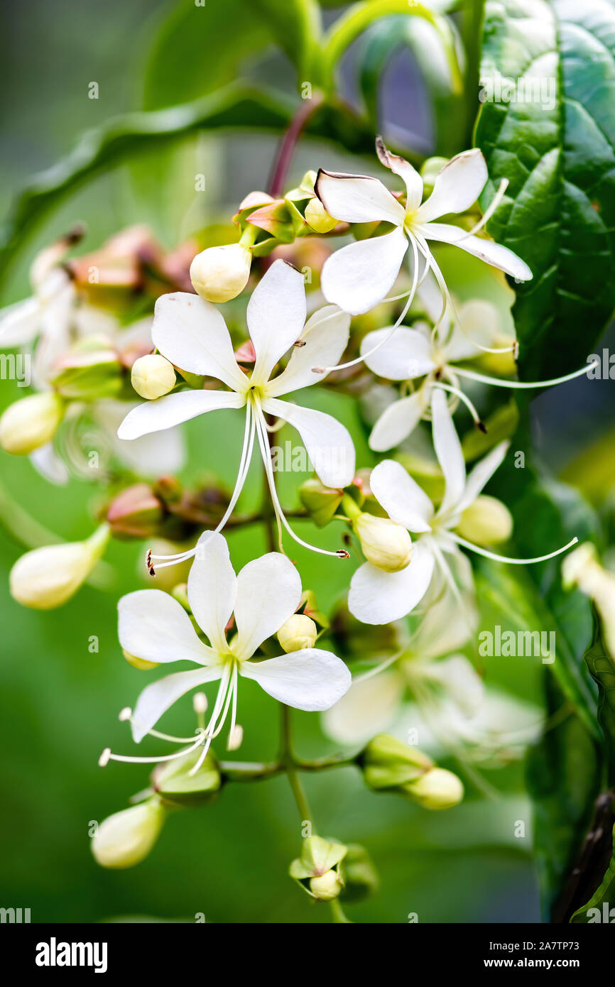 Light Bulb Clerodendrum, Chains of Glory - white little tree flowers Stock Photo