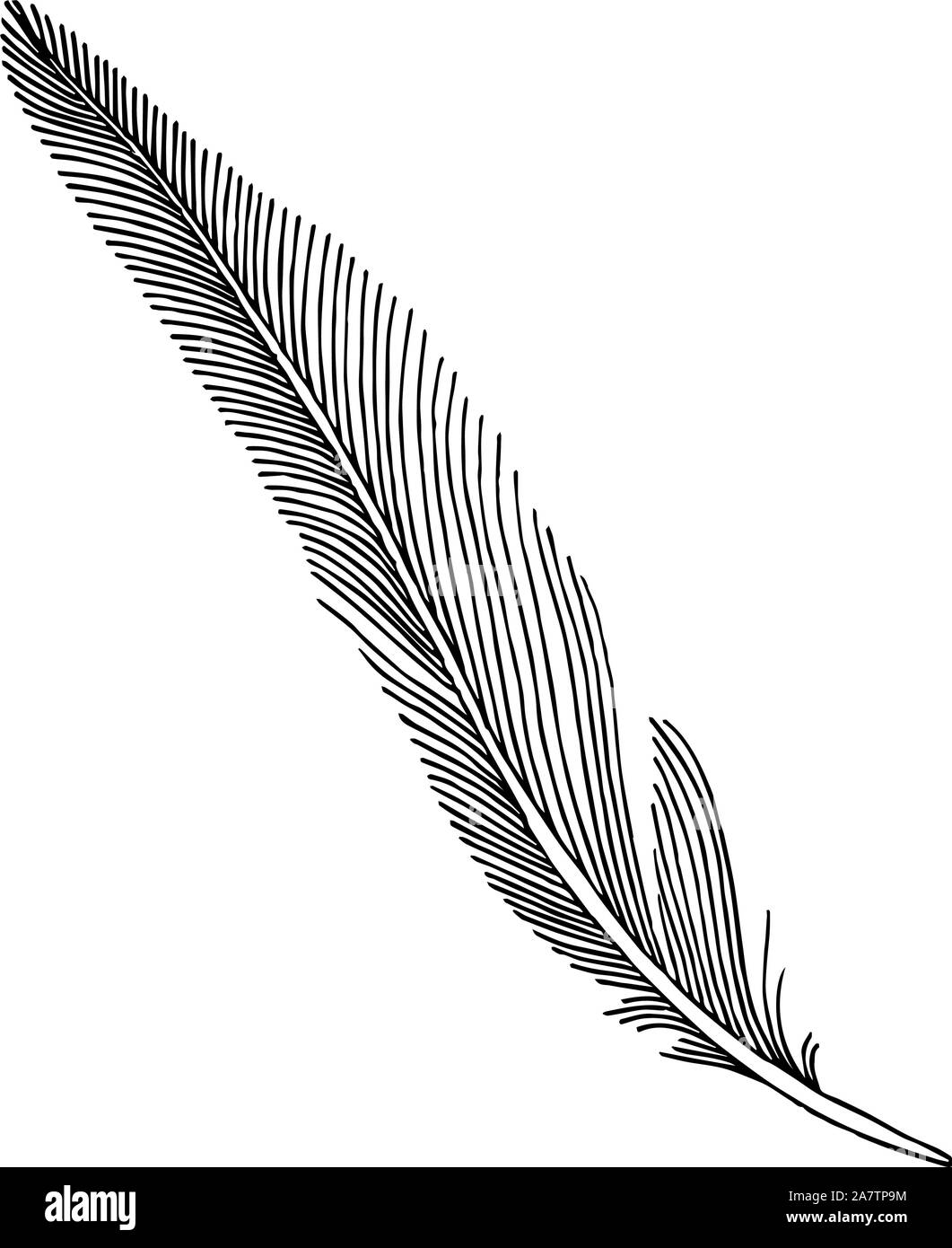 Vector bird feather from wing isolated. Black and white engraved ink ...