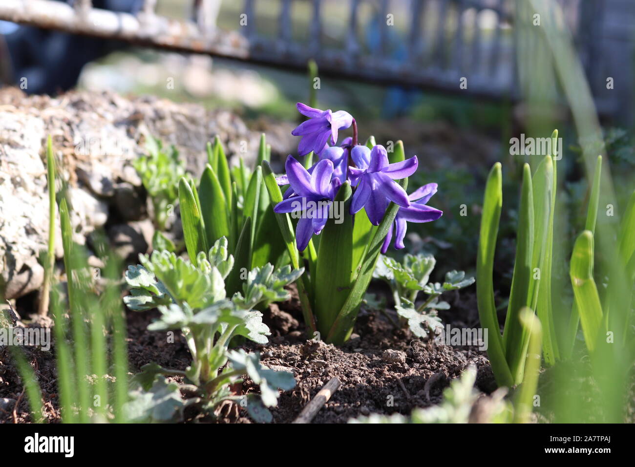 Blue hyacinth in spring morning Stock Photo - Alamy