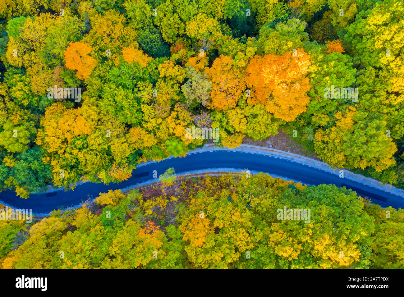 Aerial view thick golden forest hi-res stock photography and images - Alamy