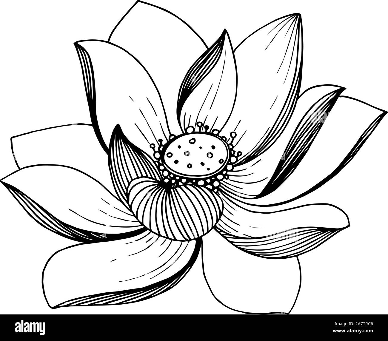 Vector Lotus floral botanical flower. Black and white engraved ink art