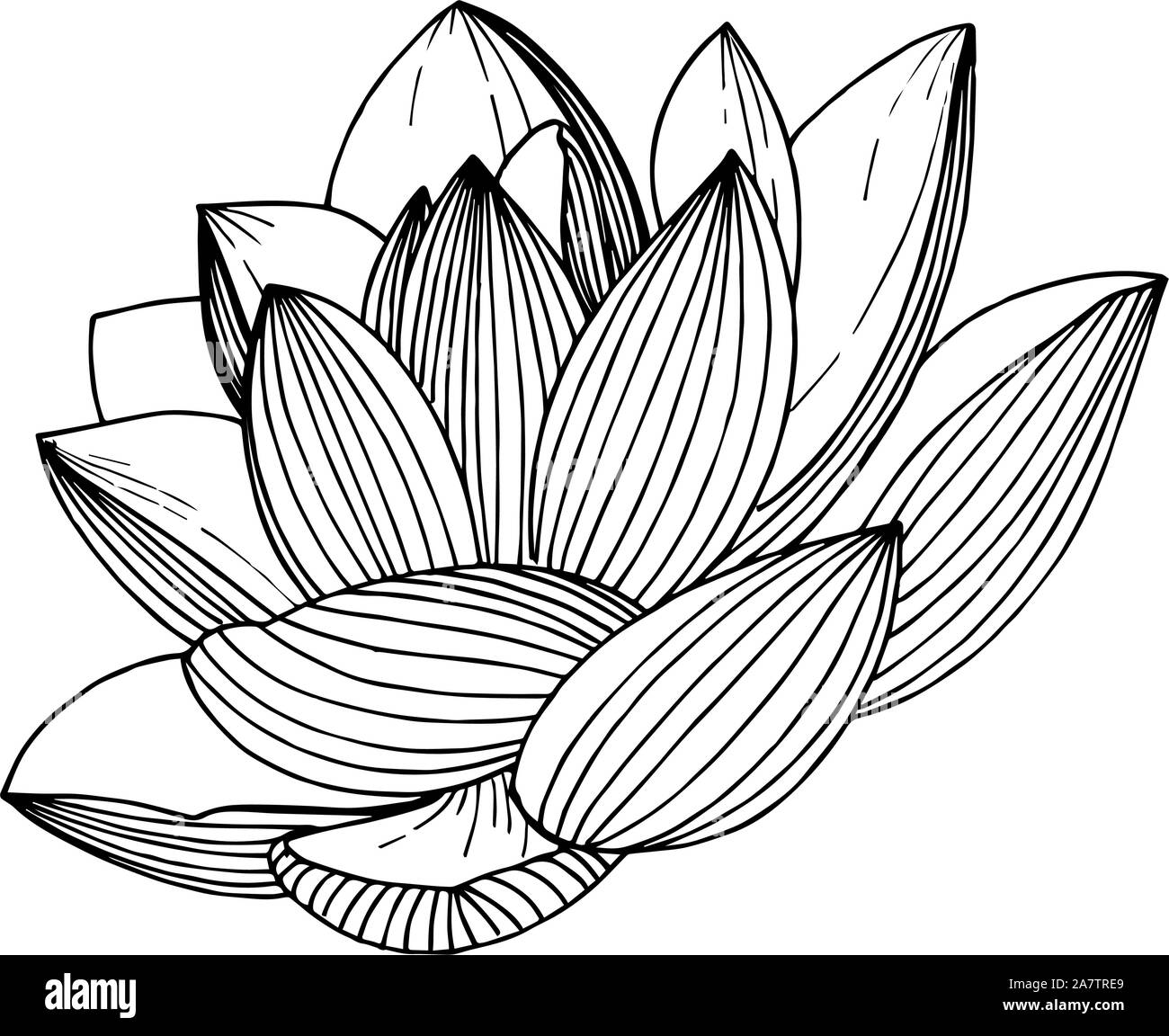 Vector Lotus floral botanical flower. Black and white engraved ink art ...
