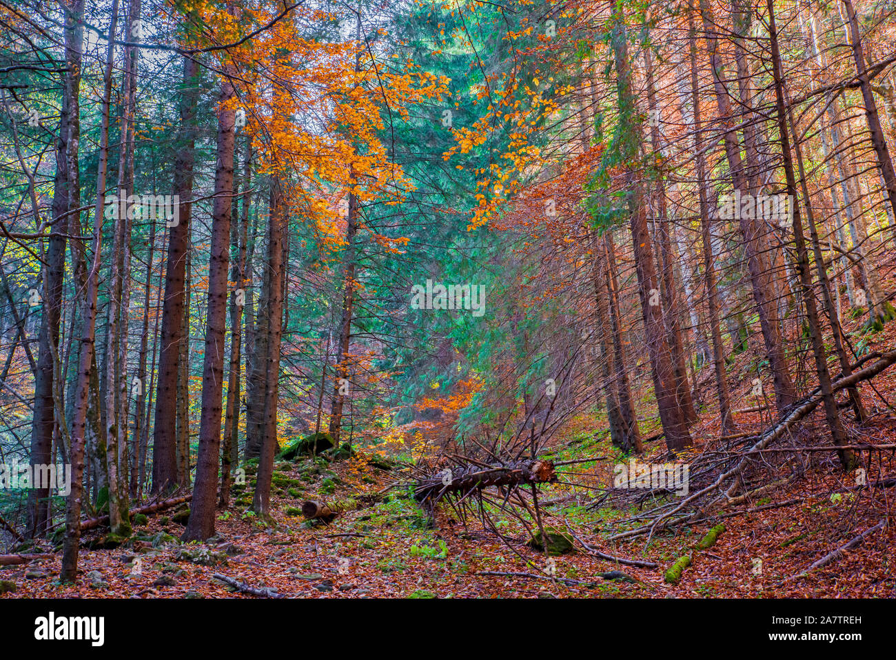 Autumn forest landscape with fallen branches and trees Stock Photo - Alamy