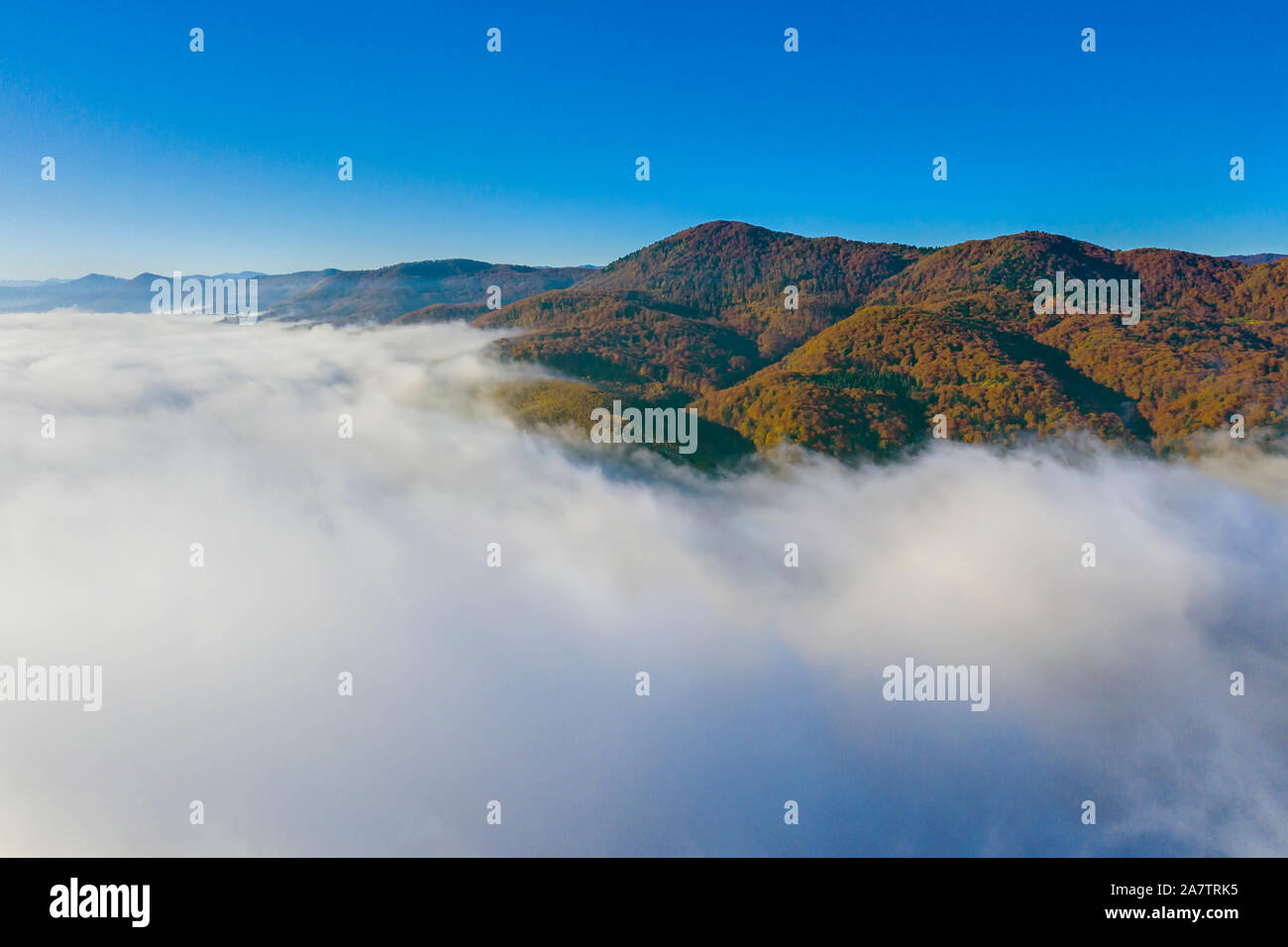 Mysterious misty forest aerial view hi-res stock photography and images ...