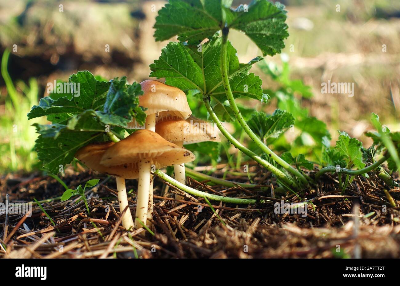 Marasmius oreades. Scotch bonnet. Fairy ring mushroom Stock Photo