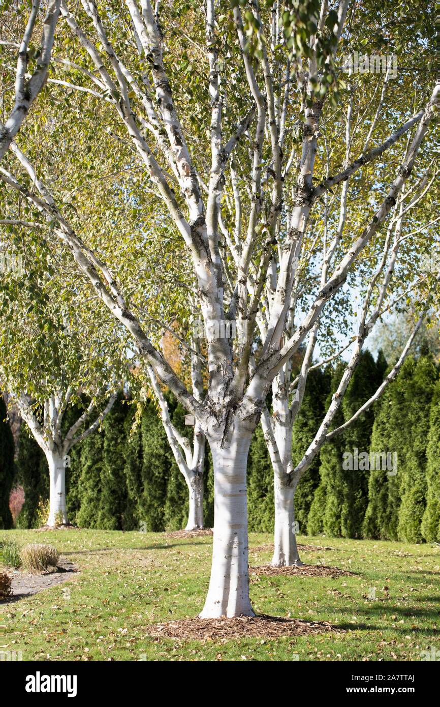 Birch trees in autumn in Oregon, USA Stock Photo Alamy