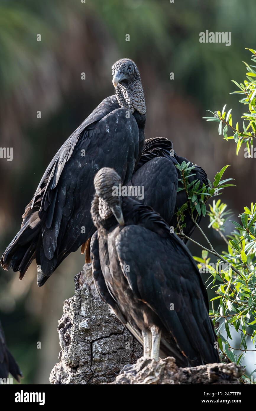 Vultures sit perched together enjoying the Florida sun Stock Photo