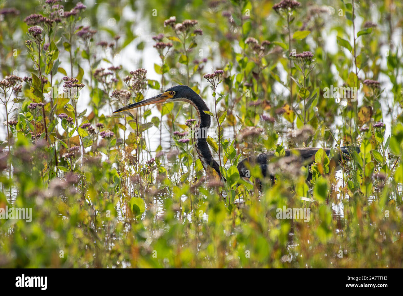 Tri-colored heron hunting in a marsh of flowers Stock Photo
