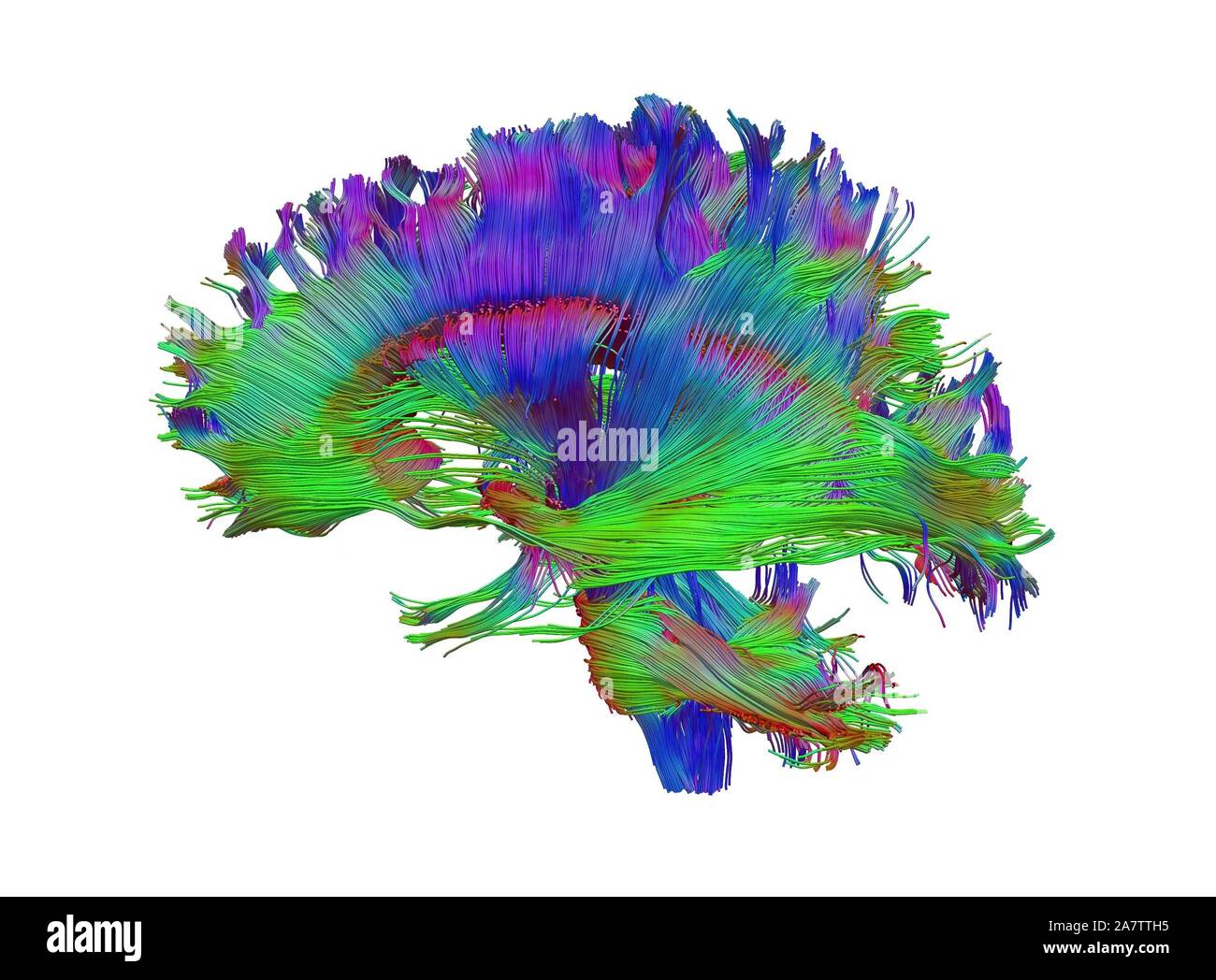 Human brain side diagram hi-res stock photography and images - Alamy